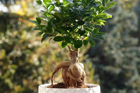 Ficus Ginseng Bonsai Care Beginner Guide [Ficus retusa]