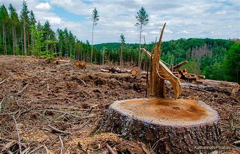 What is deforestation, what are its causes or objectives and consequences? – SGK-Planet