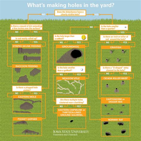 What’s making holes in the yard? Source: https://naturalresources ...