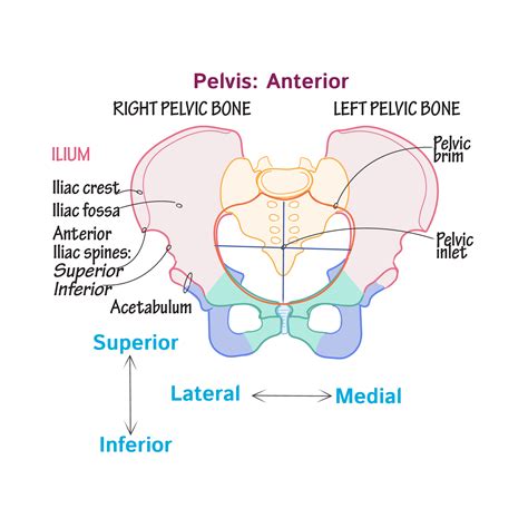 Pelvic Anatomy - "Anatomy of human pelvic bone." Art Print by ... | adrieshwk