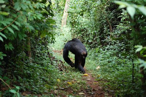 Gombe Stream National Park