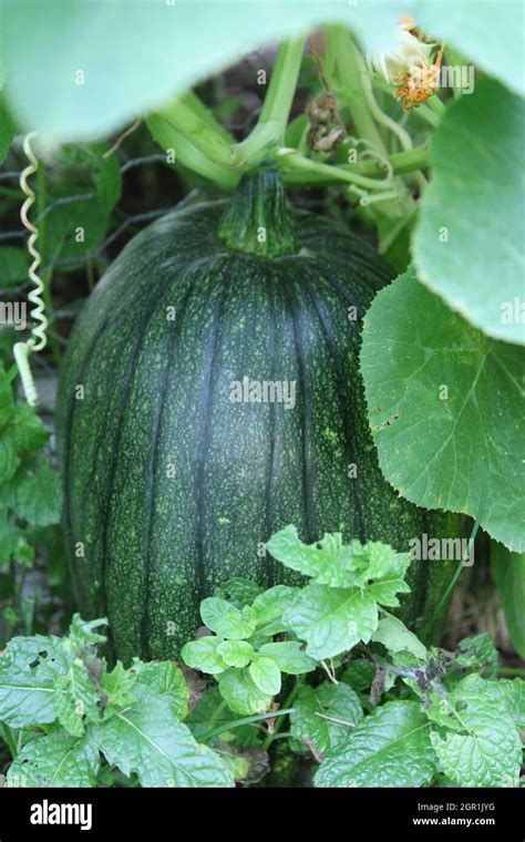 Green Unripe Pumpkin Ripening on the Vine in Fall Garden Stock Photo - Alamy