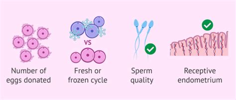 Factors affecting success rates in IVF with donor eggs