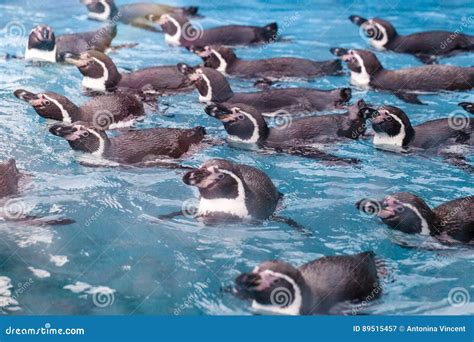 Group of Penguins Swimming Together Stock Image - Image of group, white: 89515457