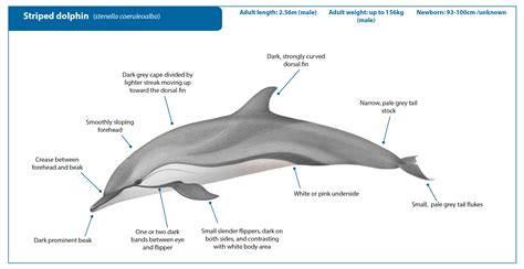 Delfín listado | Whale Watching Handbook (es)