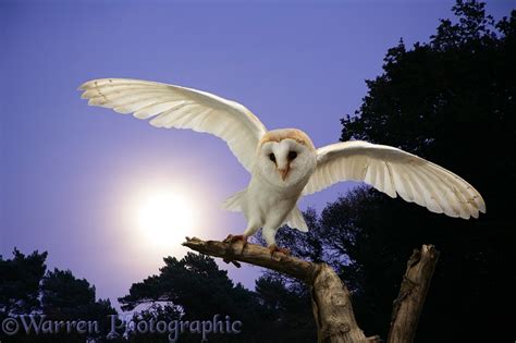 Barn Owl at moonrise photo WP10816