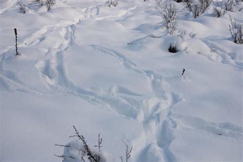 Elk tracks in the snow, Umtanum Creek Trail | IMG_9677 | jlcummins - Washington State | Flickr