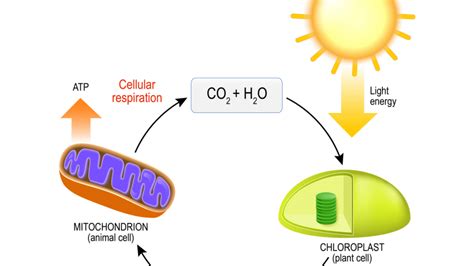 Veritas Press | In the Classroom: The Cellular Respiration Story by…