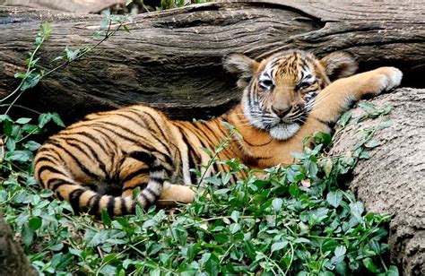 Ecotourists May Help Save the Malayan Tiger Say Local Conservationists