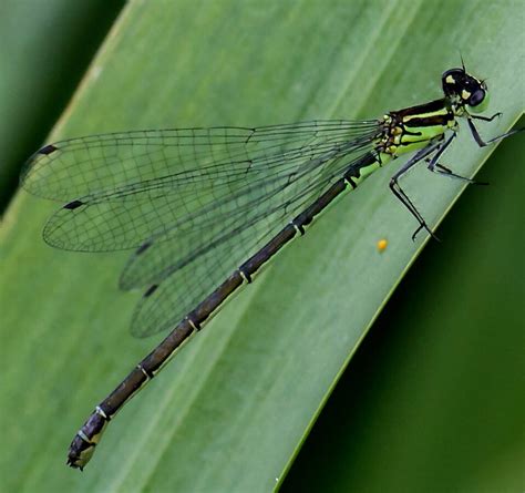 Damselfly Identification Course - British Dragonfly Society