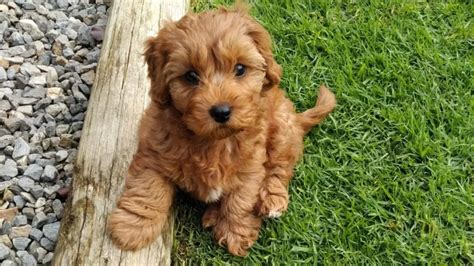 Puppy Bowl Fans Mourn Death of ‘Sweetpea,’ a Tiny Cavapoo