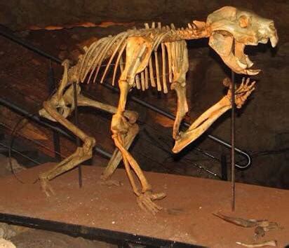 A Marsupial Lion (Thylacoleo carnifex) skeleton at the Victoria Fossil ...