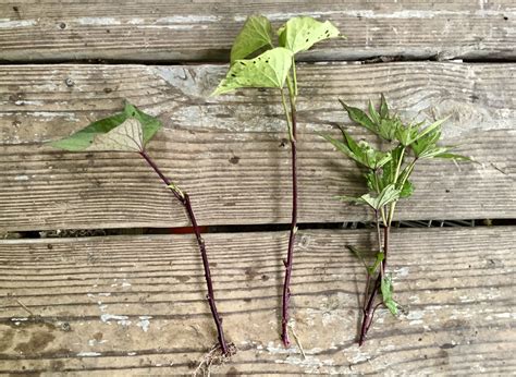 Grow your own sweet potato slips | Wild Abundance