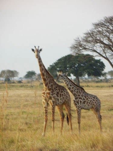 Paka Adventures: Predators and other creatures. Mikumi National Park ...