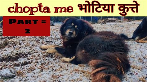 old line bhotia dog puppies for sale pure bhotiya dog in chopta (part 2) uttarakhand wale - YouTube