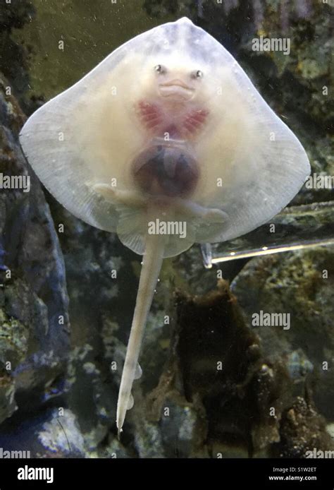 Baby stingray hi-res stock photography and images - Alamy