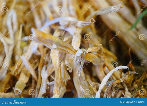 Close Up of Dried Bamboo Shoots. Dried Bamboo Shoots are on Display in the Vegetable Market ...