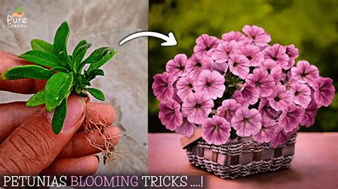 Petunia Plant - How To Care For Petunias In Pots