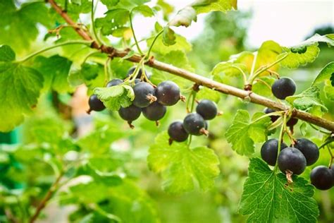 Premium Photo | Black currant on the branch bush with black currants