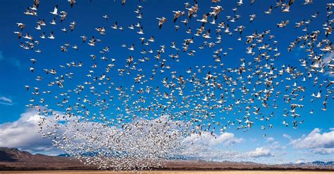 AVES EMIGRANDO - EL MUNDO DE ATLANTIDA - Gabitos