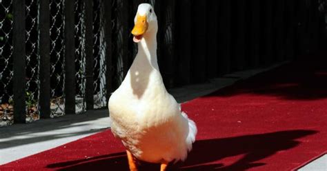 Aflac’s duck commercials ‘doubled its business in three years’: Dan Amos - Yahoo TV