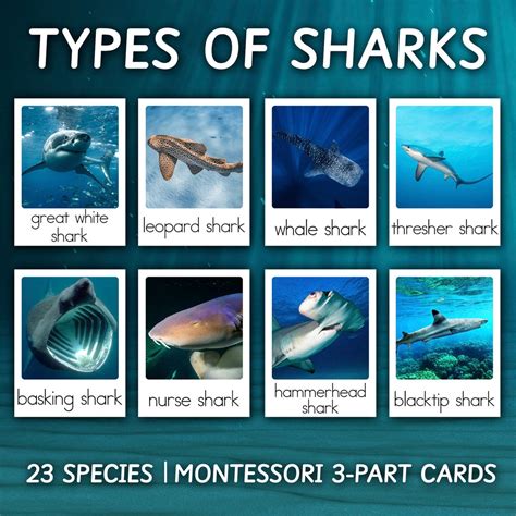 Types of Sharks Cards Types of Sharks Montessori Cards Montessori ...