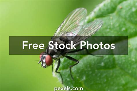 Fly Insect Photos, Download The BEST Free Fly Insect Stock Photos & HD ...