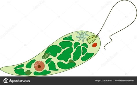 Diagram Euglena Structure Euglena Viridis Different Organelles Stock Vector Image by ©mariaflaya ...