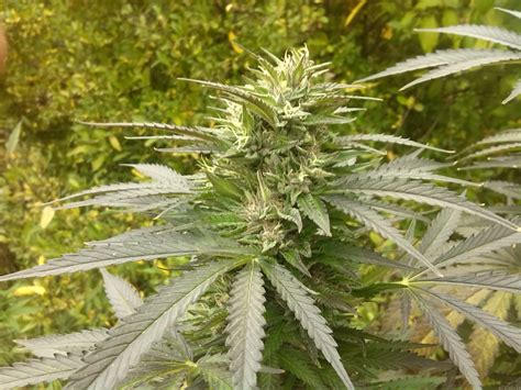Strain-Gallery: Perfect Power Plant (Bulk Seed Bank) PIC #28101737033667056 by Hunoor