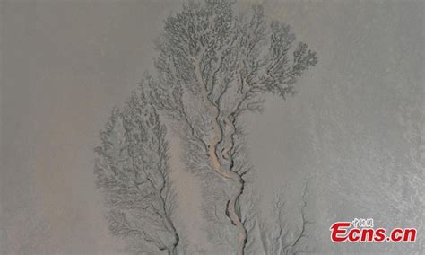 Tree-shaped tidal flat along Qingtang River - Global Times