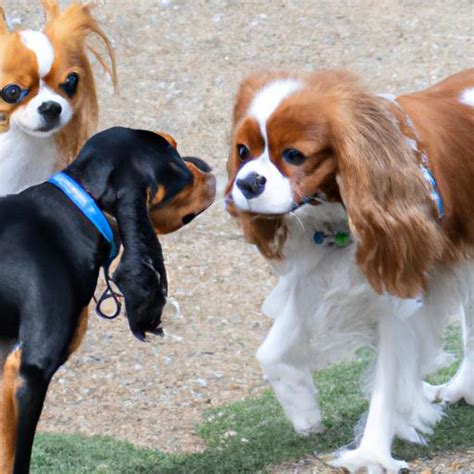 Cavalier King Charles Spaniel Training: A Comprehensive Guide