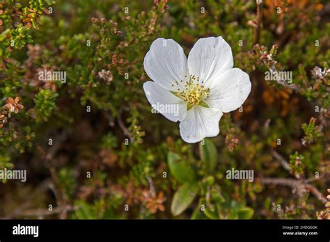 Cloudberry plants hi-res stock photography and images - Alamy