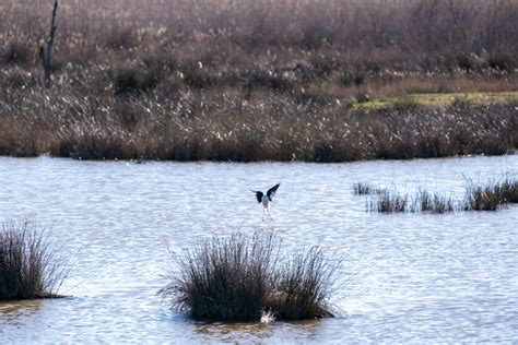 Birdland: S’Albufera Natural Park - Estilo Palma