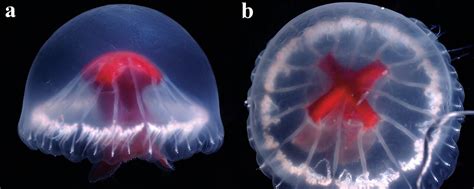 Researchers describe a novel species of jellyfish discovered in a remote location in Japan