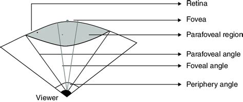 1 Foveal, parafoveal, and peripheral vision. | Download Scientific Diagram