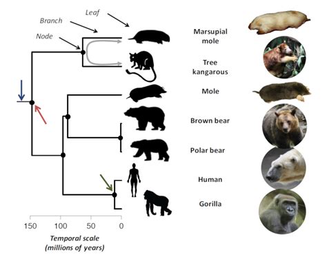 Inheritance or convergence? The winding paths of species evolution ...