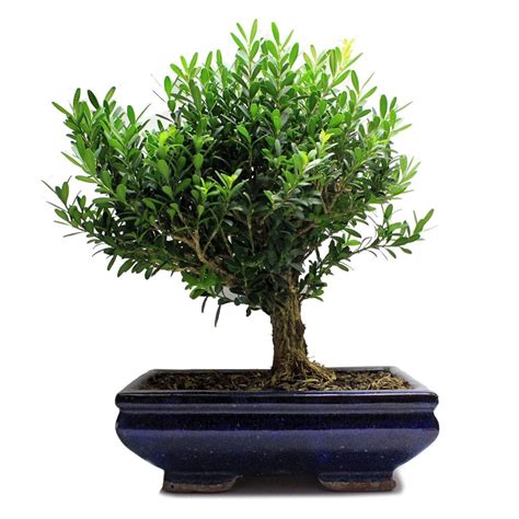 How To Keep Bonsai Tree Leaves Small | Bonsai Tree Gardener