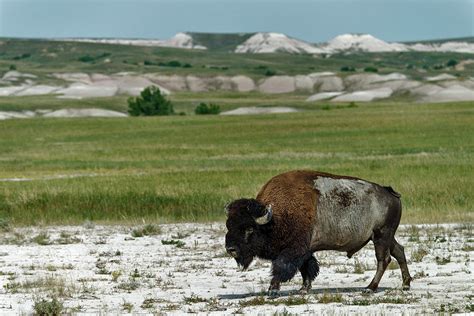 Bison In Badlands National Park #1 by Mark Newman