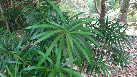 Podocarpus macrophyllus - Trees and Shrubs Online