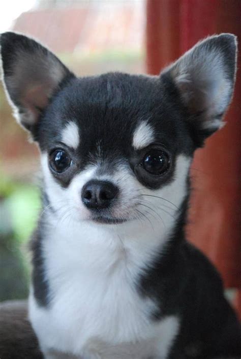 Black And White Teacup Chihuahua For Sale - Pets Lovers