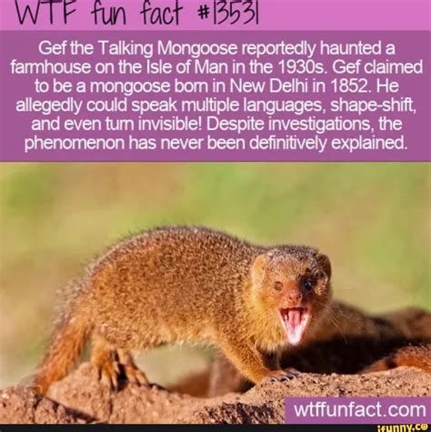 Mongoose memes. Best Collection of funny Mongoose pictures on iFunny