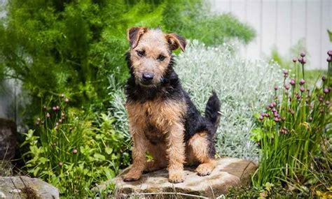 Lakeland Terrier: Lively, Playful, Loyal & Devoted Companion