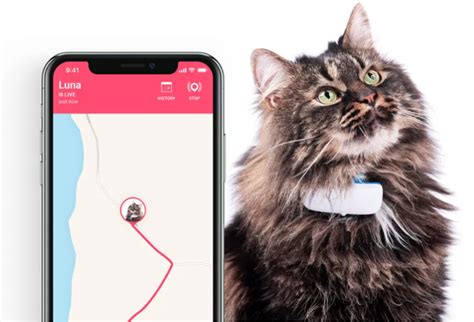 Top Cat GPS Trackers in 2023 (Designed for Cats) | Technomeow