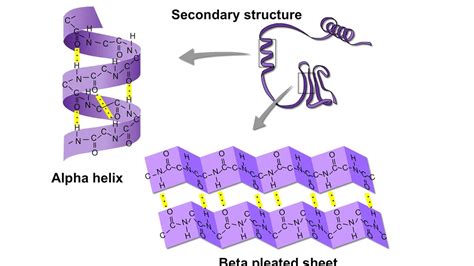 Secondary Protein Structure Beta Pleated Sheet