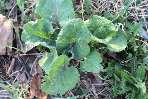 Foraging Burdock for Food and Medicine | Medicinal wild plants, Wild ...