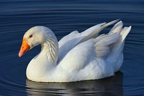 The Majestic Embden Goose: A Graceful and Hardy Breed with a Rich History - The Poultry Feed