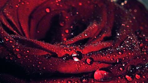 Rose With Water Drops Wallpapers : hd wallpaper : Very beautiful macro ...