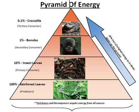 Tingkatkan Pemahamanmu Dengan Kelebihan Piramida Energi: Penjelasan Lengkap Tentang Konsep Dan ...