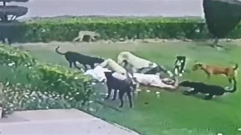 Man mauled to death by stray dogs in Aligarh. Watch | Latest News India ...