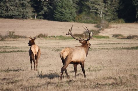 Roosevelt Elk, near Reedsport, Oregon | Southern oregon coast, Southern ...